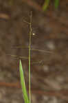 Tapered rosette grass